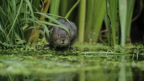 Water Vole feeding by river bank