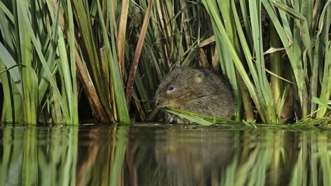 Water vole