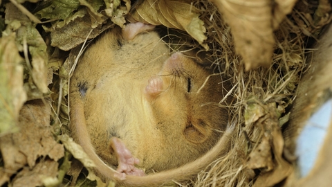 Hazel dormouse