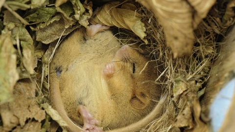 Dormouse sleeping