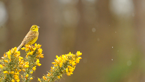 Yellowhammer on gorse