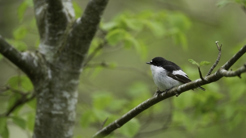 Pied Flycatcher