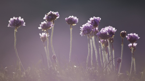 Sea thrift