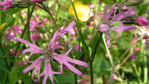 Ragged robin