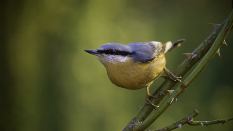 Nuthatch on branch