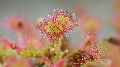 Round Leaved Sundew