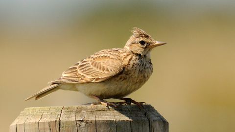 Skylark