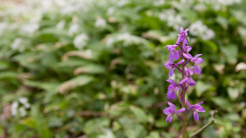 early purple orchid