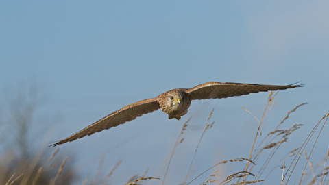 Kestrel flying