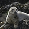 seal hauled out on rocks