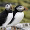 Puffins