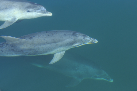 Dolphins swimming next to boat