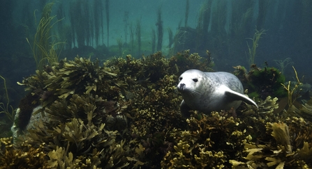 Grey Seal Pup In Seaweeds