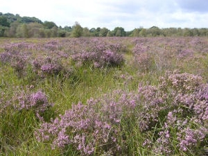 Cors Goch