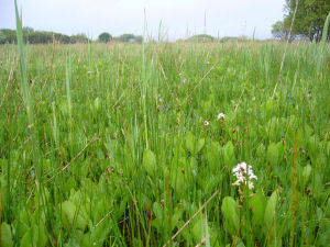 Ffrwd Farm Mire