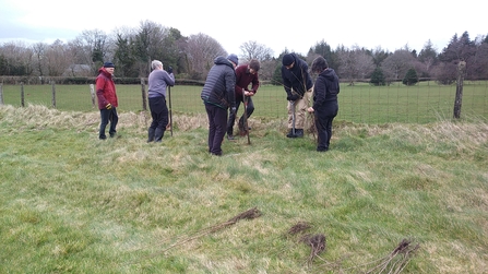 Hedge planting