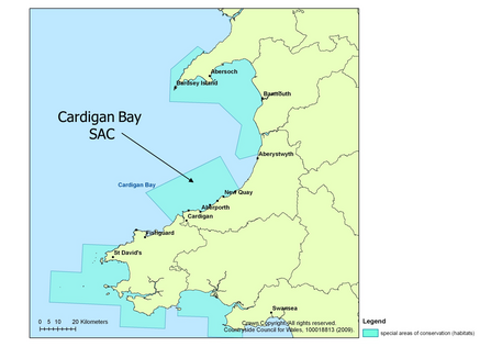 Cardigan Bay The Wildlife Trust Of South And West Wales Cardigan Bay The Wildlife Trust Of South And West Wales