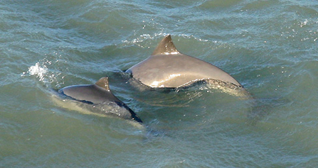 Harbour porpoise