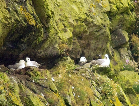 Fulmar on cliff