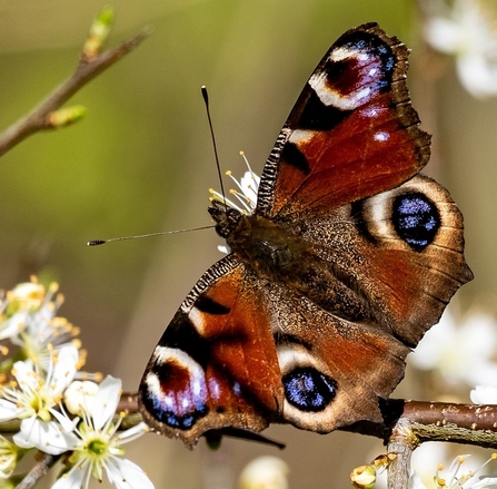 peacock butterfly