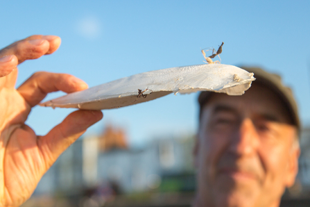 Cuttlefish bone wildlife trust