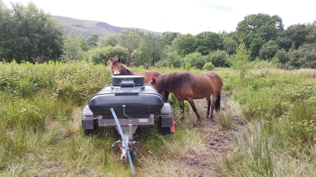 Esmoor Ponies at Cae Lynden