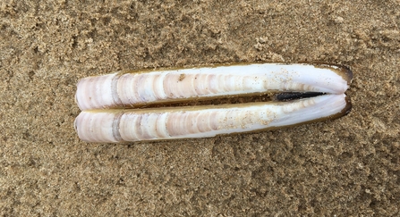 Razor shell wildlife trust