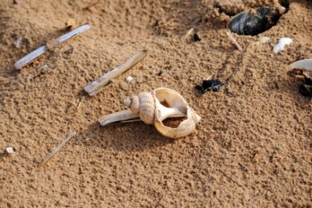 Whelk shell The wildlife trusts