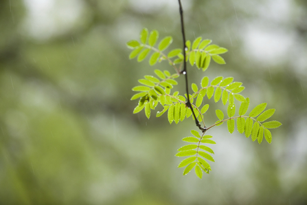 Ash leaf