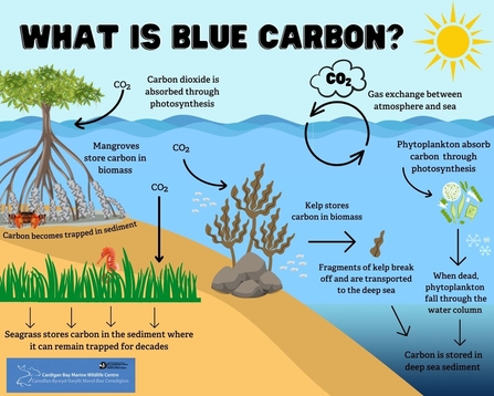 What is blue carbon?