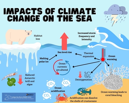 Impacts of climate change on the sea 