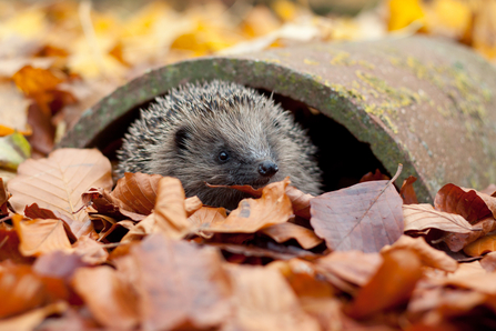 Hedgehog