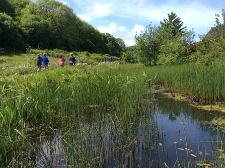 Teifi Marshes Nature Reserve and pond