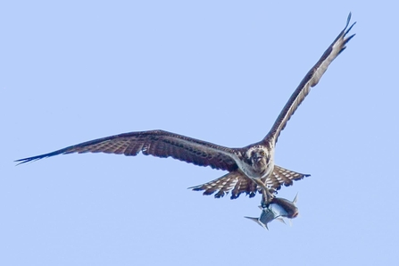 Osprey. Credit Fran Fitzpatrick