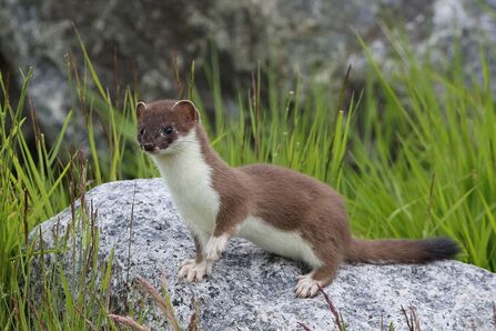 Marvellous mustelids | The Wildlife Trust of South and West Wales