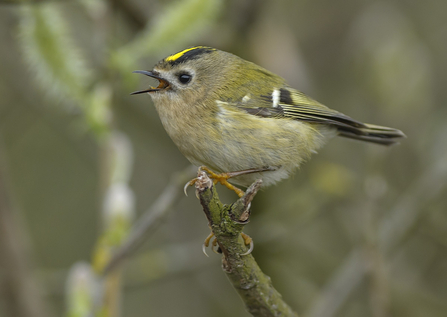 A goldcrest perched on a branch and singing
