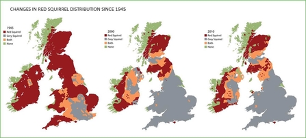 Changes in red squirrel distribution since 1945