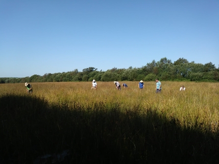 Larval web hunting 