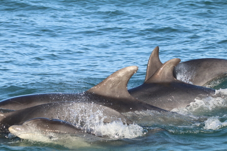 Bottlenose dolphins in Cardigan Bay