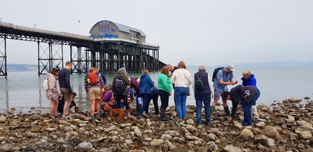 Swansea Local Group Seashore Safari