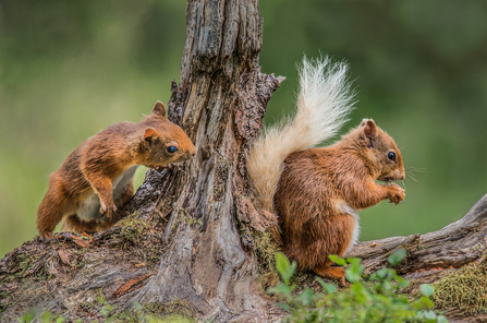 Red Squirrel