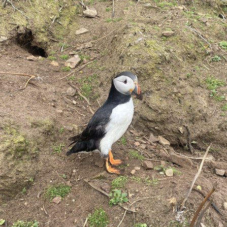 Puffin on Skomer