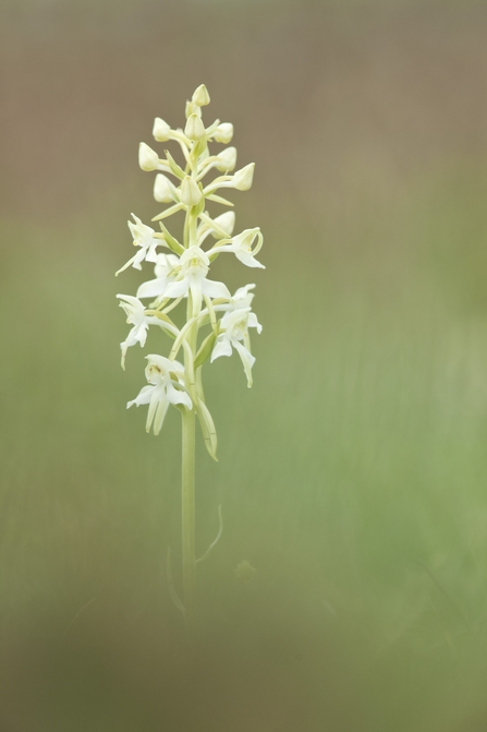 Greater Butterfly Orchid