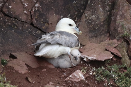 Fulmar