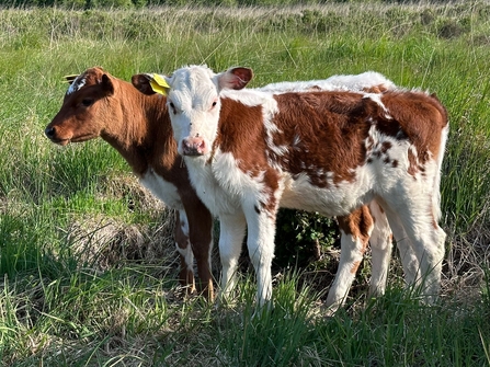 Cows at Cors Goch