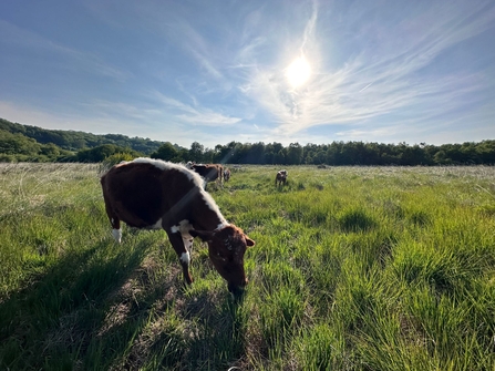 Cattle at Cors Goch