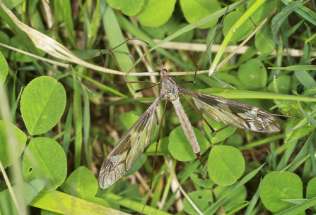 The largest cranefly, Tipula maxima, resting on a patch of grass and clover leaves