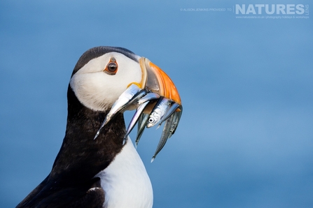 NaturesLens Limited - A puffin holding sand eels