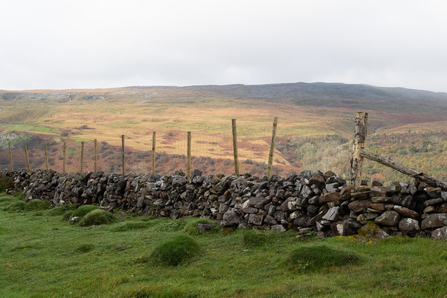 Allt Rhongyr Nature Reserve. A dry stone wall & fence with view off to mountains.