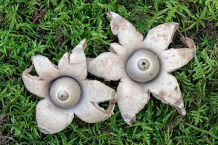 Two Collared earthstar fungi on some moss. They are star shaped with a circle centre. 